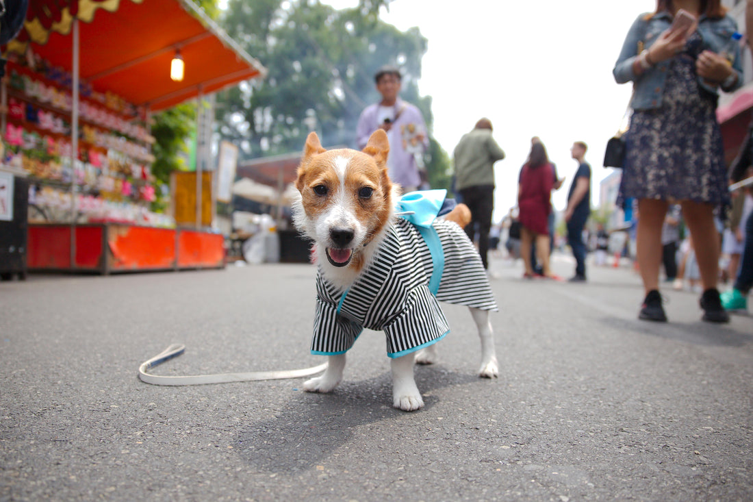 Travel Japan with your dog