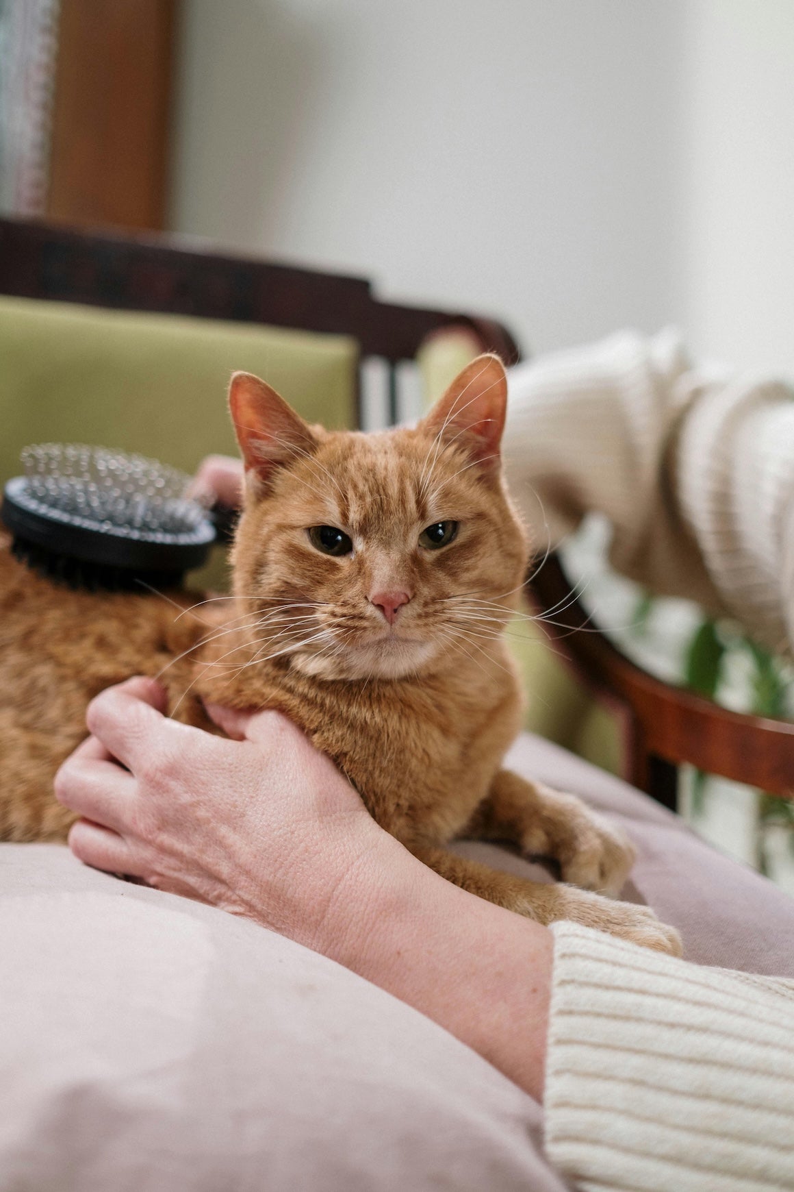 Pet Brushes