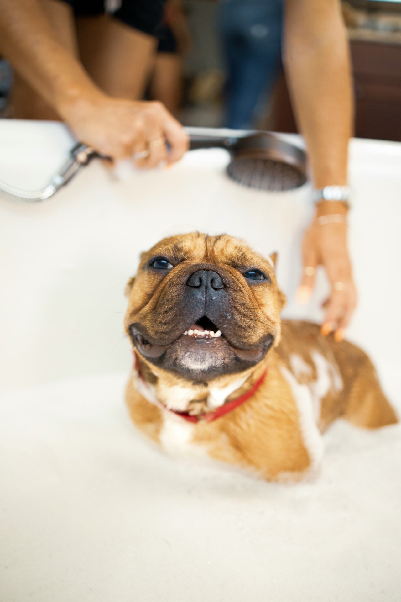 Pet Shampoos