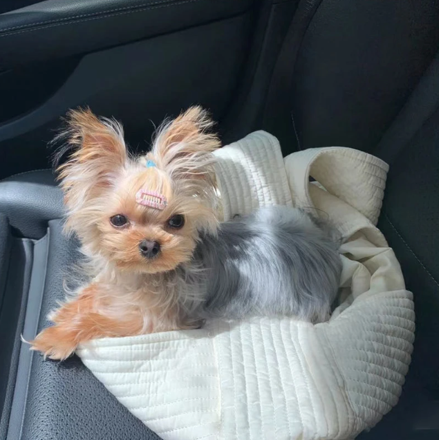 Crossbody Pet Sling